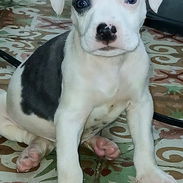 PITBULL,ambos sexos,en 150 USD o equivalente en moneda nacional,TENGO MENSAJERÍA,tienen 50 días y están desparacitados - Img 58384455