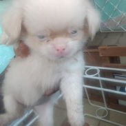 PEKINES HEMBRA ALBINA MACHO BLANCO OJOS AZULES - Img 56058193