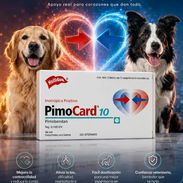 Pimobendan para perros - Img 56351062