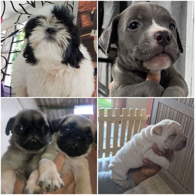 • • • • RAZAS CANINAS PARA ELEGIR BETTY MASCOTAS WHATSAPP 52506841 • • • • - Img 126216005