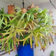 Platycerium Cuerno de Alce, de gran envergadura y con excelente salud. 58436040 Altabana (ya no me cabe en el balcón) - Img 56184316