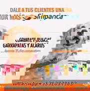 Simparica - Img 50389283