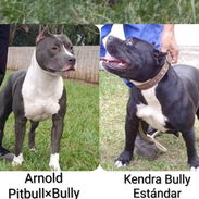 Cachorros Pitbull bully. 200 usd - Img 55634930