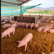 🐖 SE BUSCA SOCIO DE NEGOCIO PARA PROYECTO PORCINO | GESTIÓN Z - Img 57311471