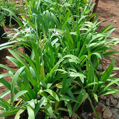 Servicio de jardinería - 2/4