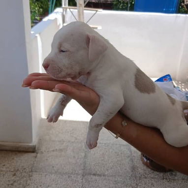 Cachorros pitbull - Img 126164685