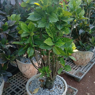 Cervicio de jardinería - 3/5