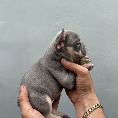 Bulldog francés - Img 125486300