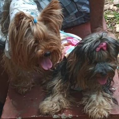 YORKY,macho,en 250 USD o equivalente en moneda nacional,TENGO MENSAJERÍA,tiene 53 días y está desparacitado - 6/6