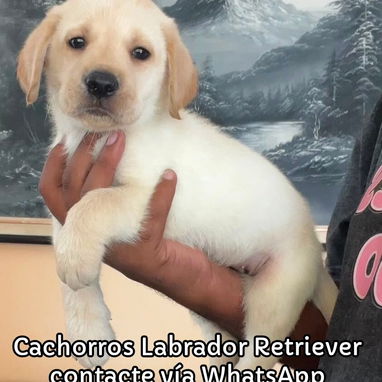 Cachorros Labrador Retriever - 2/2