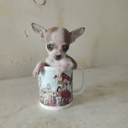 Chihuahua - Img 58339928