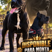 CANE CORSO CON PEDIGREE DISPONIBLE PARA MONTA - Img 58155888