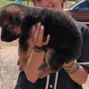 En venta Cachorros machos de PASTOR ALEMÁN - Img 58195649