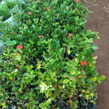 Servicio de jardinería 👩🏼🌾 - Img 126447384