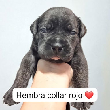 CANE CORSO CON PEDIGREE - Img 125280194