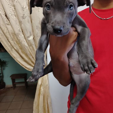 Cachorros de Pitbull Azul legítimos - 2/4