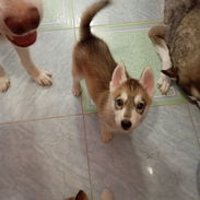 Cachorro de Husky - Img 58122282
