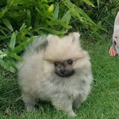 💖 POMERANIA HEMBRITA CARA DE OSO BETTY MASCOTAS WHATSAPP 52506841 💖 - 2/6