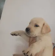 *** Cachorros Labrador Retriever (ambos sexos). Contactar al ‪54027197‬. Será un placer atenderle. *** - Img 50446113