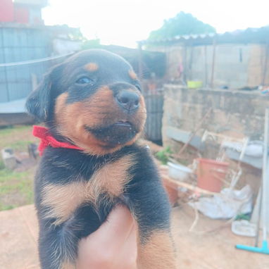 ROTTWEILER,ambos sexos,en 350 USD o equivalente en moneda nacional,TENGO MENSAJERÍA,tienen 43 días y están desparacitado - 3/10