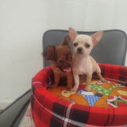 Chihuahuas ambos sexos legítimo nada de cruces - Img 53910583