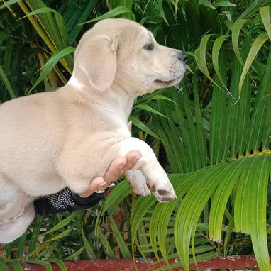 Disponibles todas las razas de perros - Img 119038529
