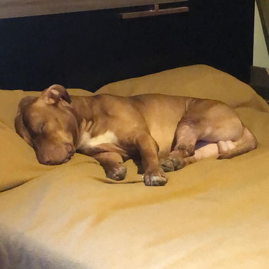 Busco novia . Pitbull&stafford 85lbs Cumple 6 años este 30 junio. 54633692 Abel - Img 120587538