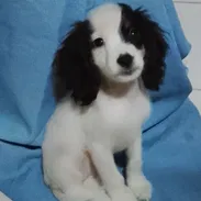 Venta de coker spaniel contactar con 55000733 - Img 58224174