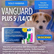 Hexavalente Vanguard Plus 5 L4/Cv - Img 57945878