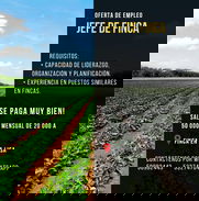 Buscamos Jefe de finca - Img 48907973