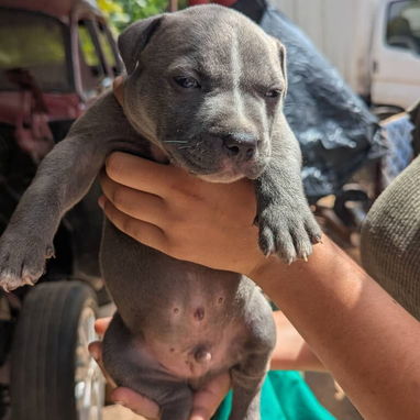 Si lo que buscas es una buena compañía todos disponibles pitbull, Chihuahua, bulldog francés, shitzu, pastor 53818081 - Img 125829087
