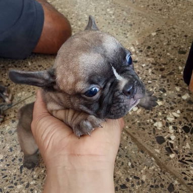 BULLDOG FRANCES,hembras,en 750 USD o equivalente,TENGO MENSAJERÍA,tienen 43 días y están desparacitadas - 9/10