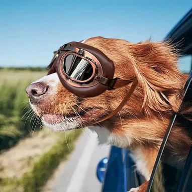 Gafas Retro para Perros - 2/5