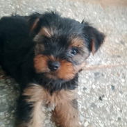 🐾✨ YORKY MACHO EN PROMOCIÓN BETTY MASCOTAS WHATSAPP 52506841 ✨🐾 - Img 56698785