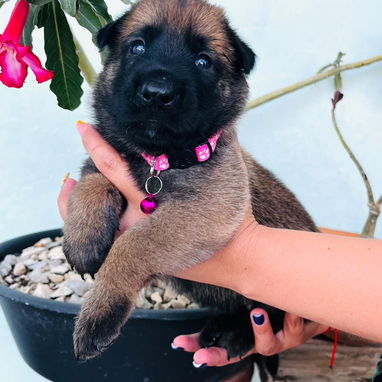 Cachorros Pastor Belga Malinois - Img 123727249