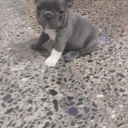Todo lo que buscas está disponible en mascotas , solo llame al 53818081 - Img 56140681