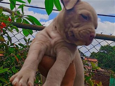 Cachorro Pitbull Terrier - Img 66401176