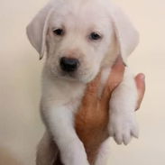 LABRADORES,hembras,en 120 USD o equivalente(ACEPTO TRANSFERENCIA)TENGO MENSAJERÍA,tienen 53 días y están desparacitada. - Img 55663756