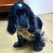 ((( COCKER SPANIEL HEMBRITA WHATSAPP 58746643 ))) - Img 55725238