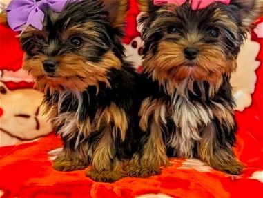 Mira 2 adorables cachorros de Yorkshire terrier a la venta - Img main-image-45850856