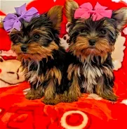 Mira 2 adorables cachorros de Yorkshire terrier a la venta - Img 45850856