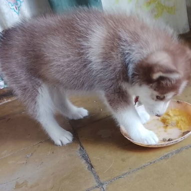 Cachorro de Husky Siberiano - 3/7