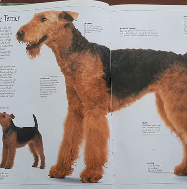 Libro con ilustraciones a color de diferentes razas de perro - Img 76773670