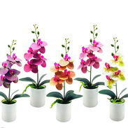 Hermosas orquídeas para decorar espacios del hogar (g) - Img 57400994