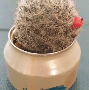 Preciosos cactus y suculentas para adornar espacios y regalar. Haz que las buenas vibraciones lleguen a tu hogar - Img 97337419