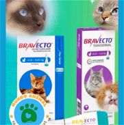 Bravecto para gatos y perros de hasta 3kg - Img 45977471