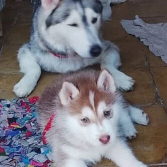 Cachorro de Husky Siberiano - 7/7