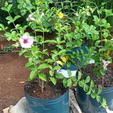 Trabajo en jardinería - 5/10