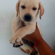 Labrador retriver - Img 55573046