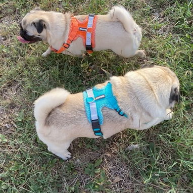 ((( PUG CARLINO CACHORRITA HEMBRA EN VENTA WHATSAPP 58746643 ))) - 10/10
